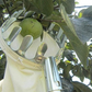 🍎 Fruitplukker met opvangmand